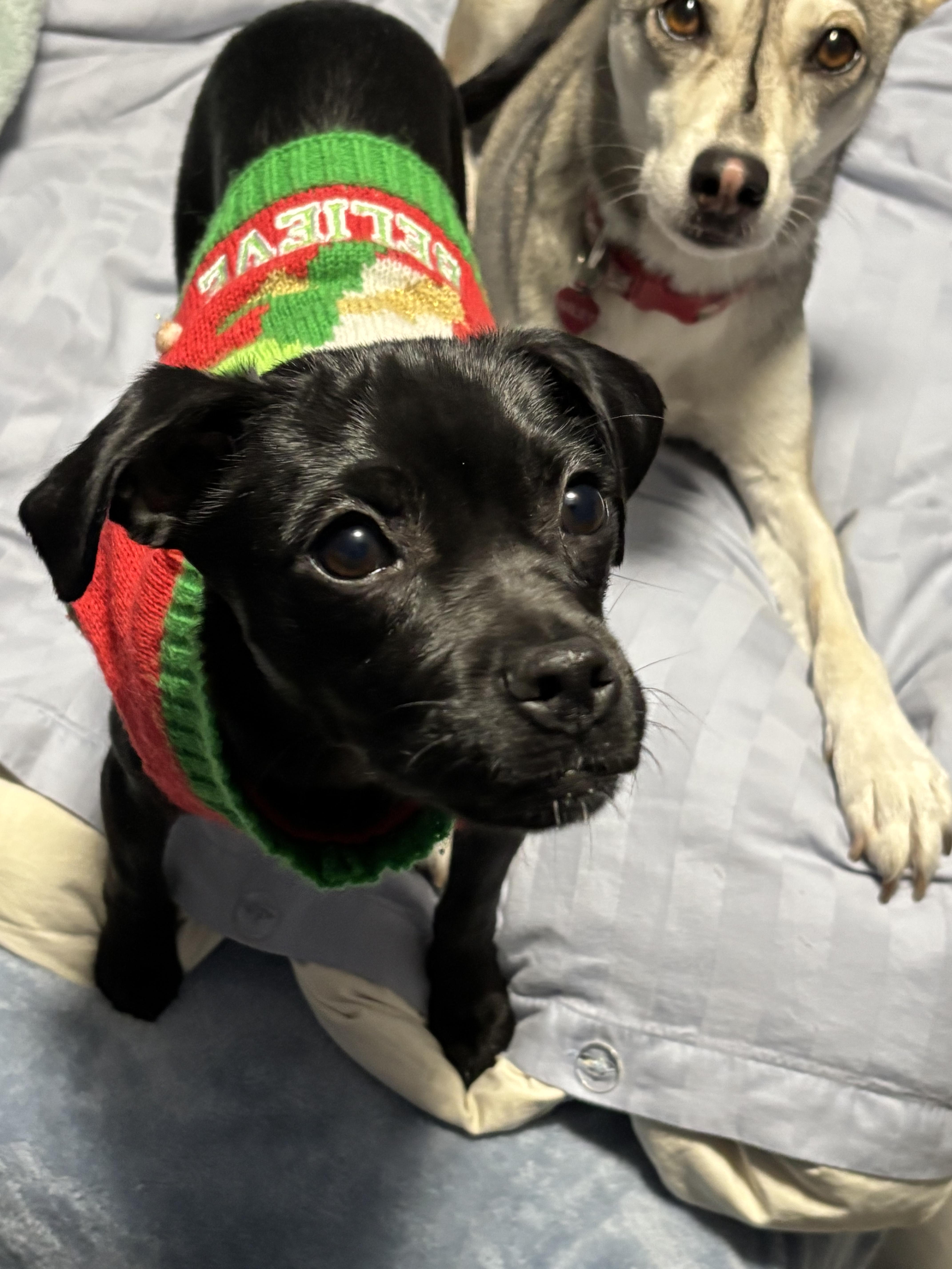 Puma  Local In thumbnail 4