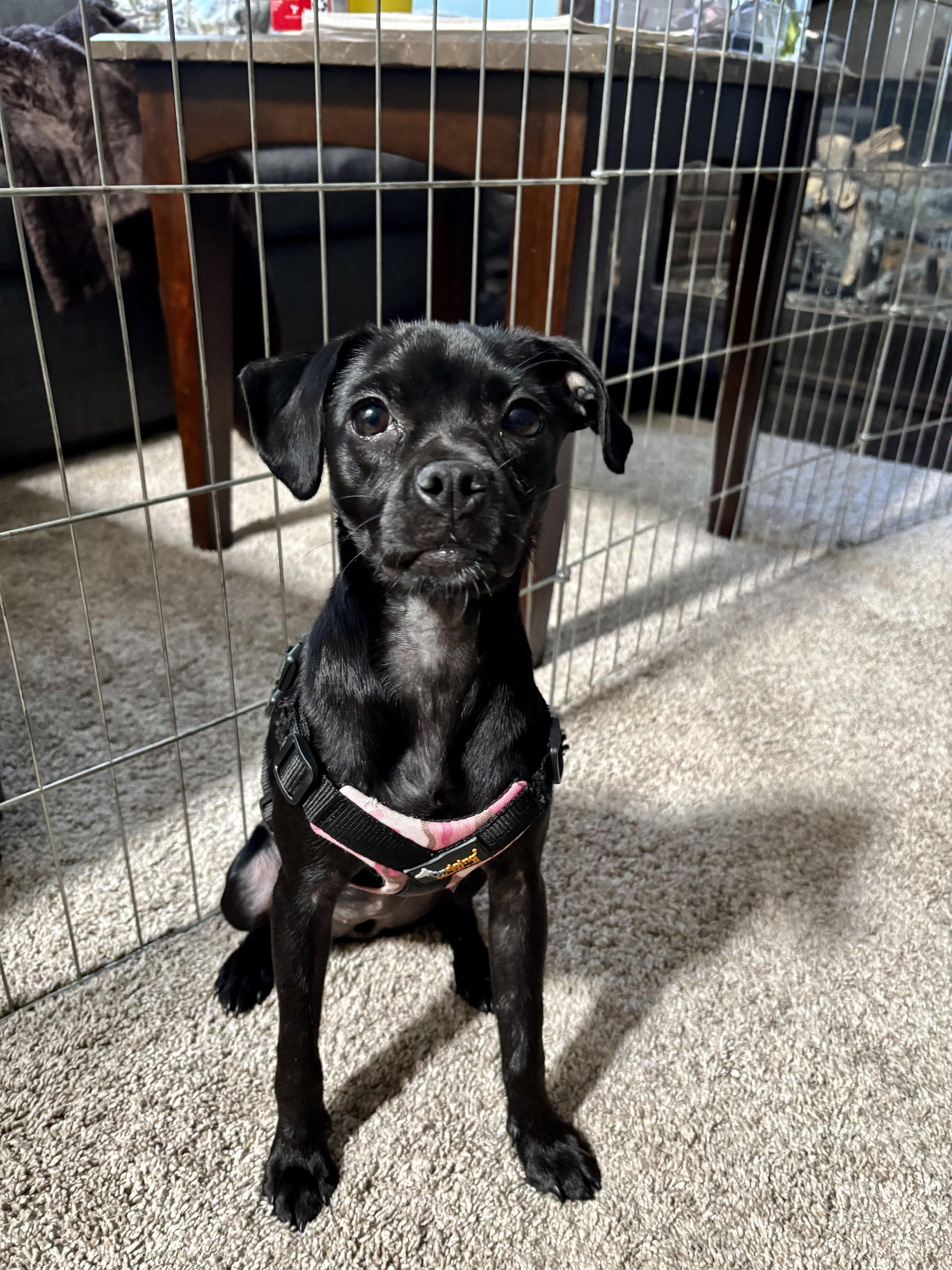 Puma  Local In thumbnail 6