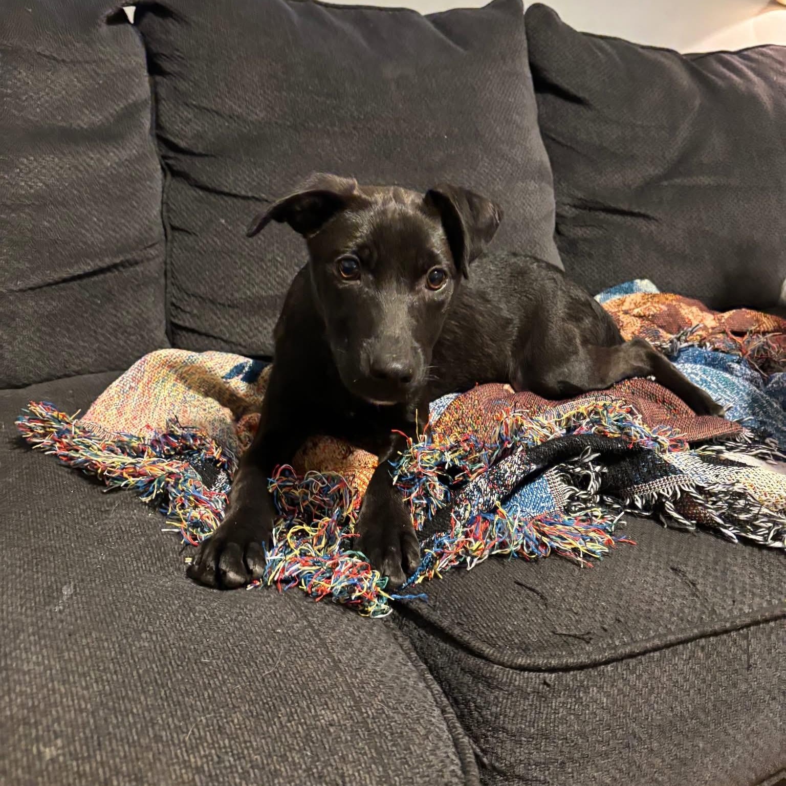 Robin, ADOPTABLE, Puppy Female Mixed Breed.