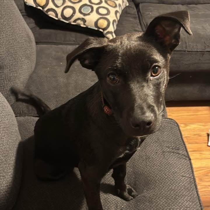 Robin, ADOPTABLE, Puppy Female Mixed Breed.