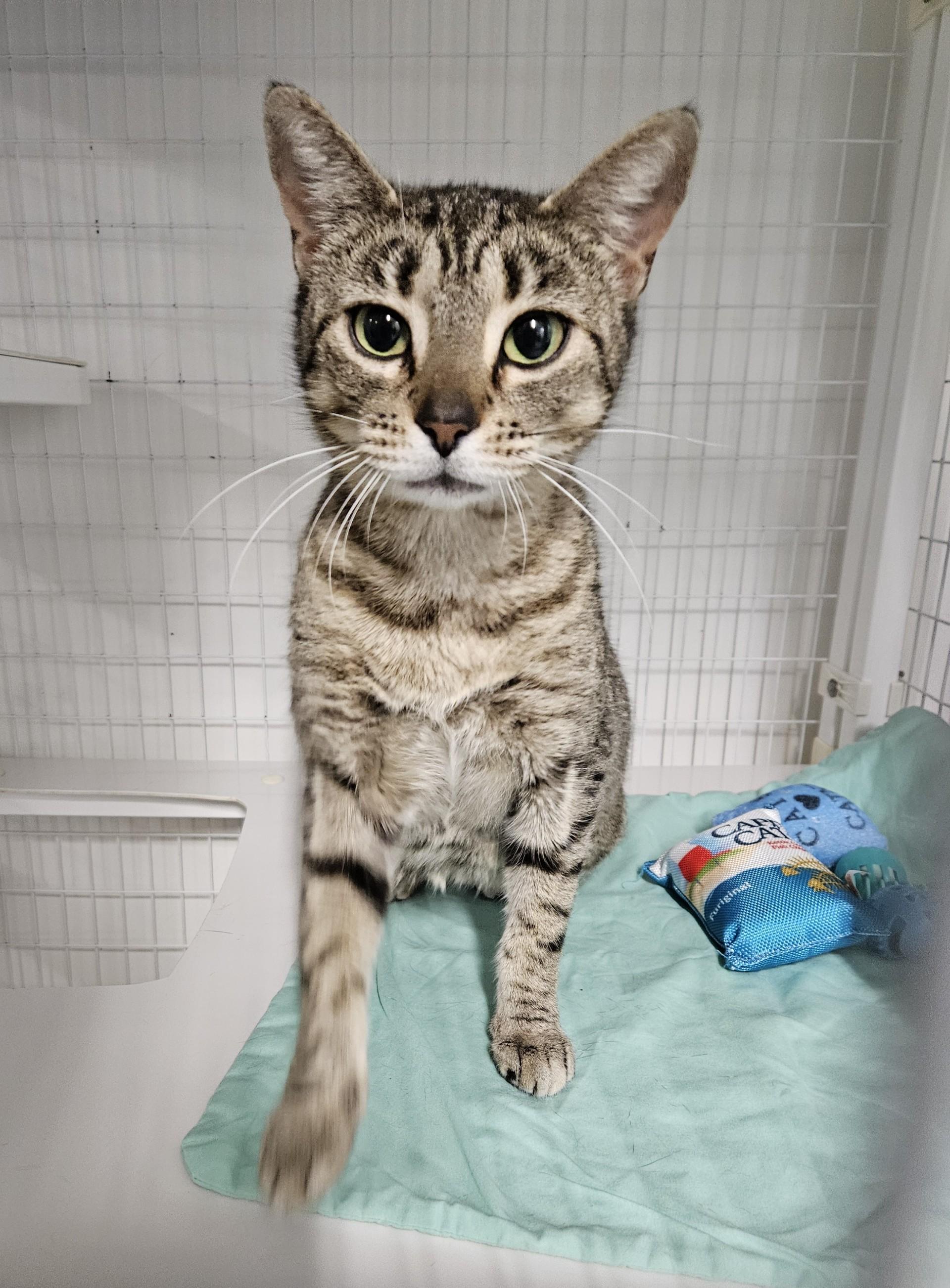 Bellis, ADOPTABLE, Adult Female Domestic Short Hair.