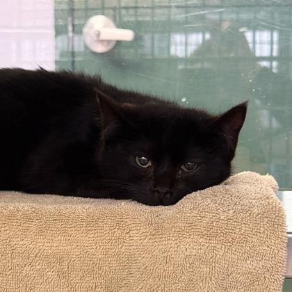 Affogato, Adoptable, Kitten Female Domestic Short Hair & Domestic Short Hair.