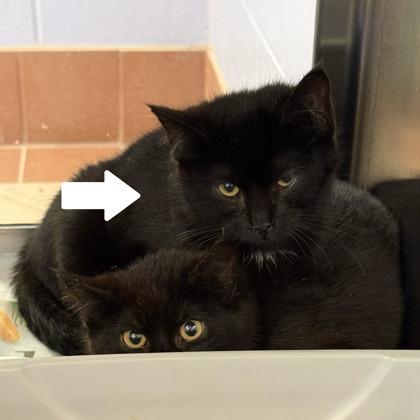 Enlarge Affogato, a Adoptable mixed breed in Madison, WI image 2/3