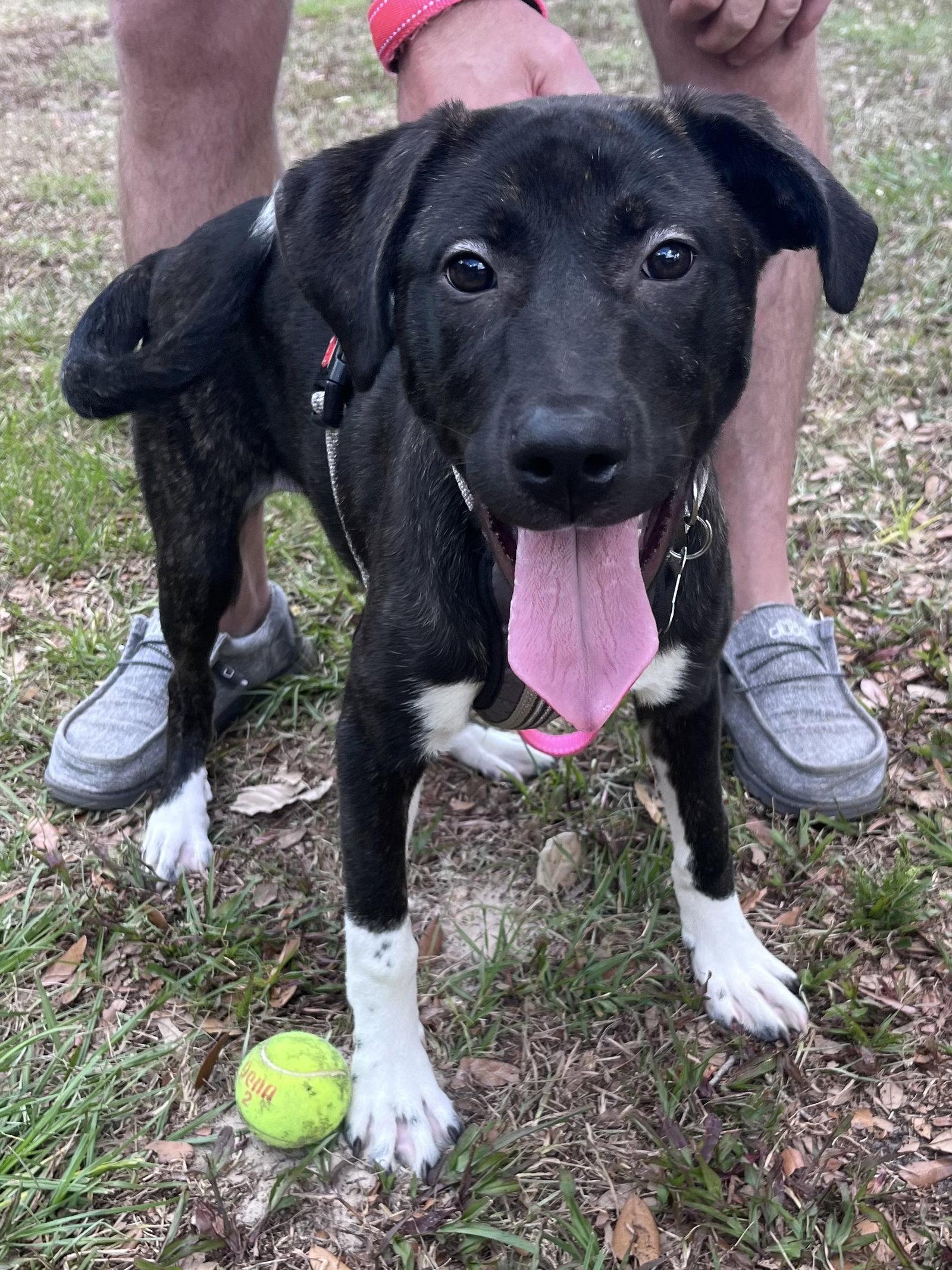 Enlarge Windy, a Adoptable Hound in Sanford, FL image 1/3