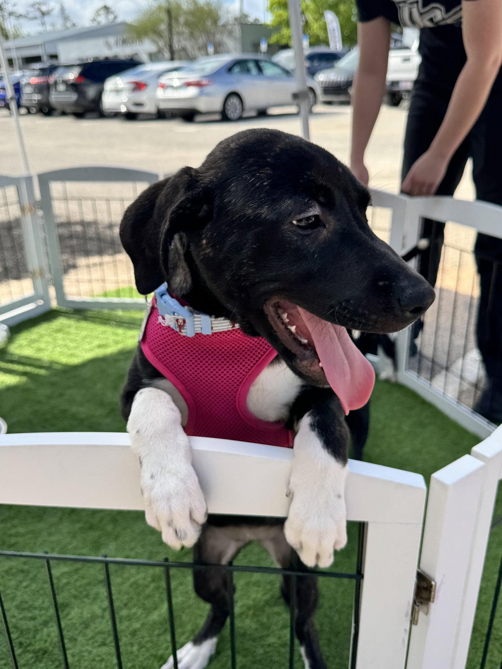 Enlarge Windy, a Adoptable Hound in Sanford, FL image 2/3