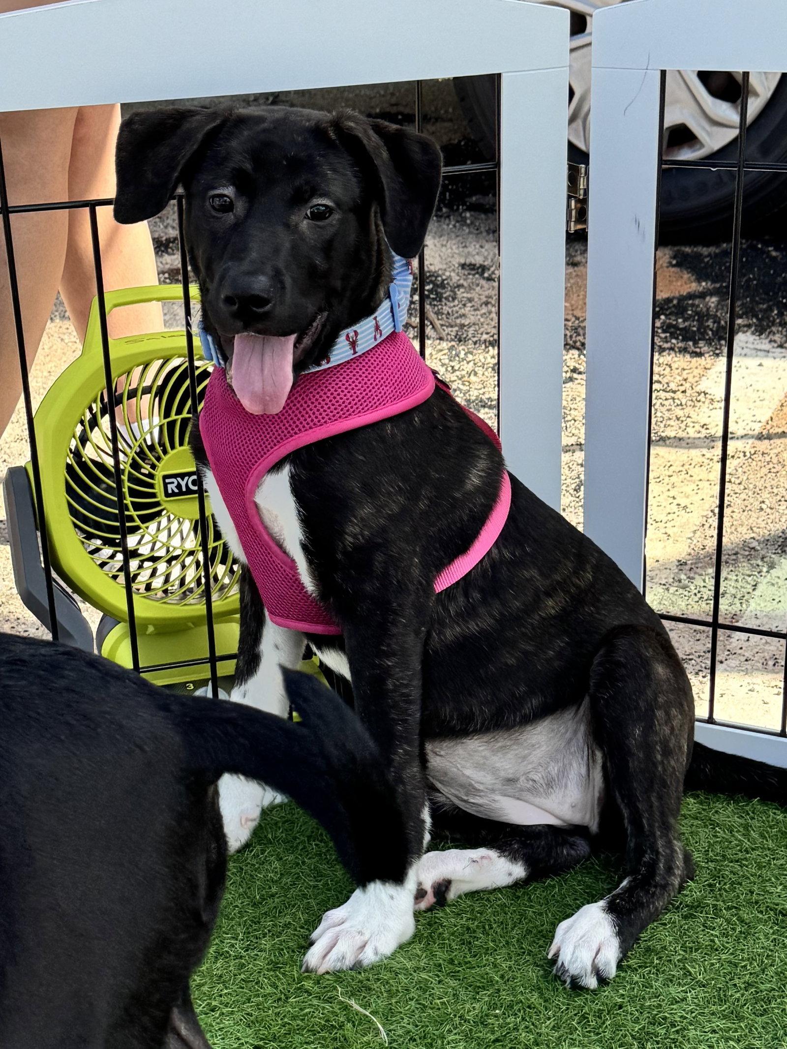 Enlarge Windy, a Adoptable Hound in Sanford, FL image 3/3