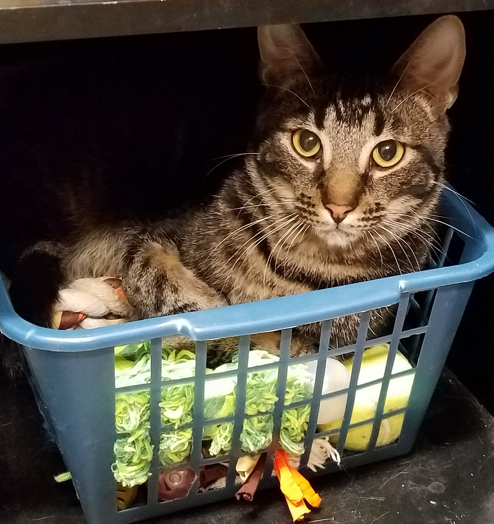 Cliff, a Adoptable Tabby in Whiting, IN image 1/9