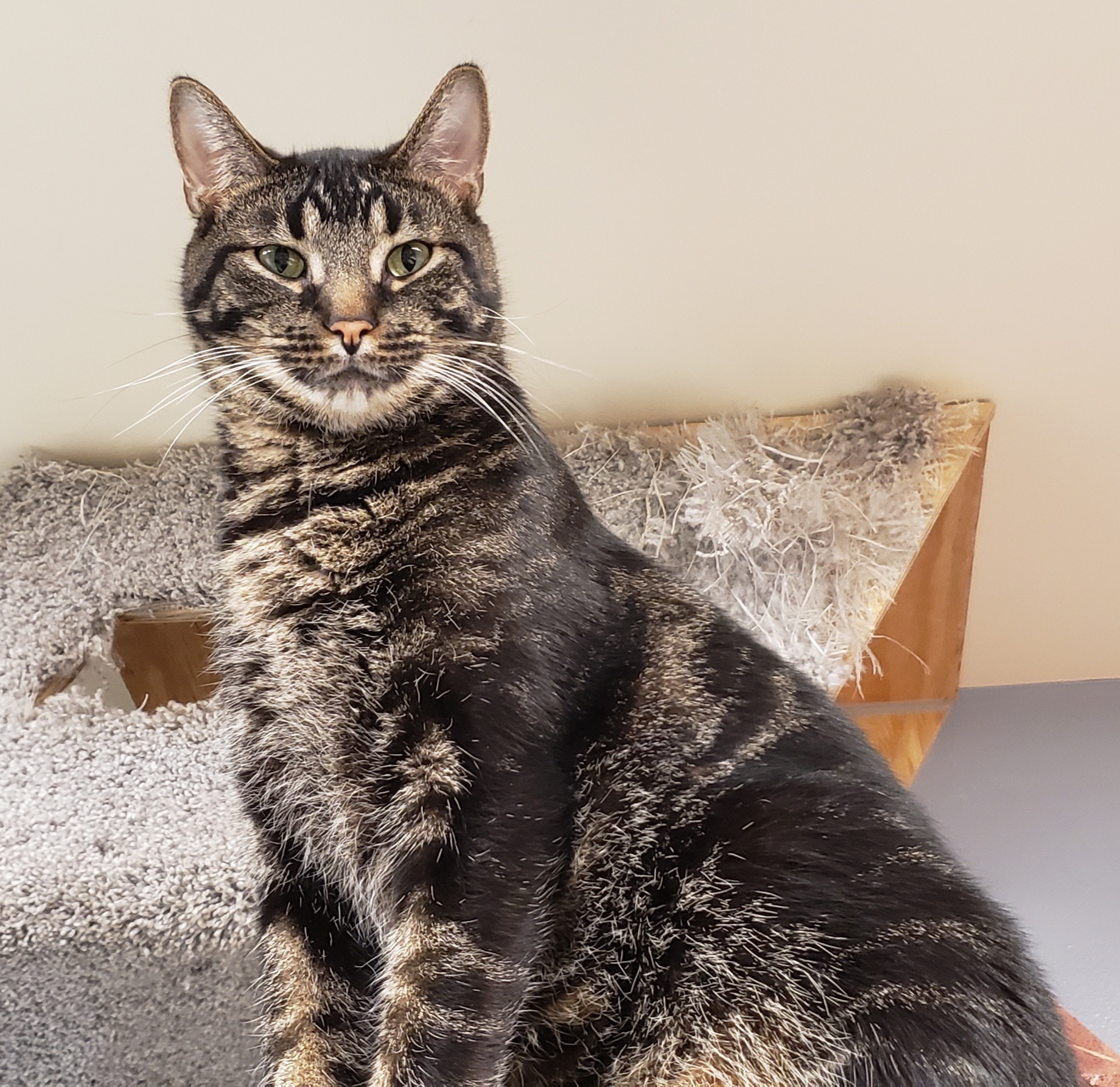 Cliff, a Adoptable Tabby in Whiting, IN image 2/9