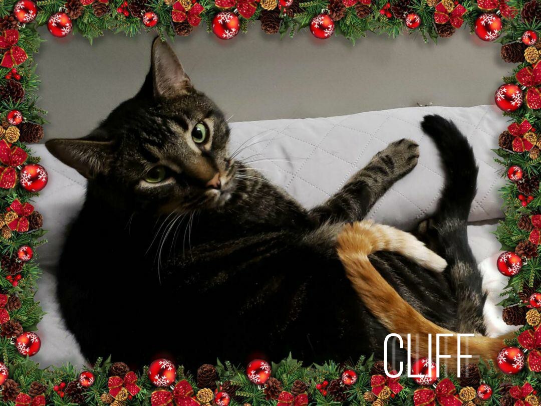 Cliff, a Adoptable Tabby in Whiting, IN image 3/9