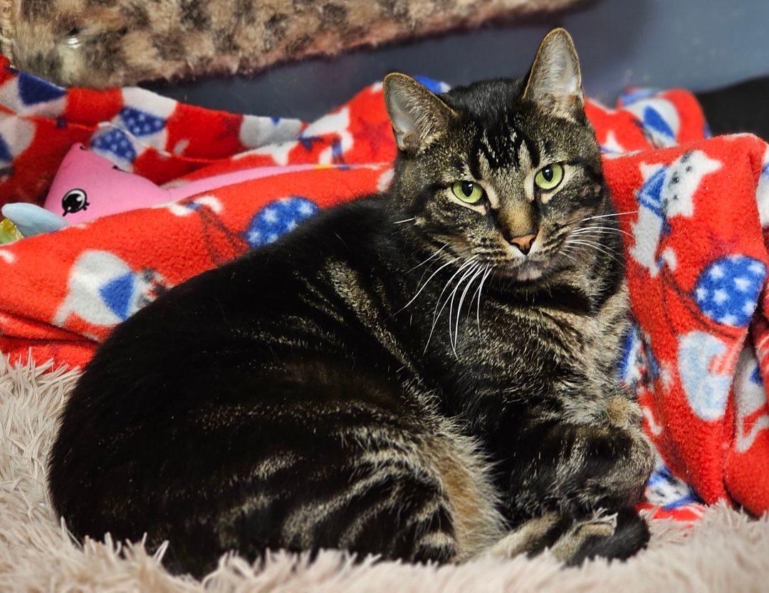 Cliff, a Adoptable Tabby in Whiting, IN image 4/9