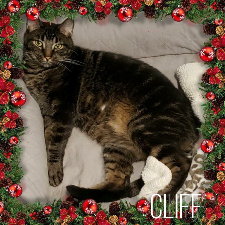 Cliff, a Adoptable Tabby in Whiting, IN image 5/9