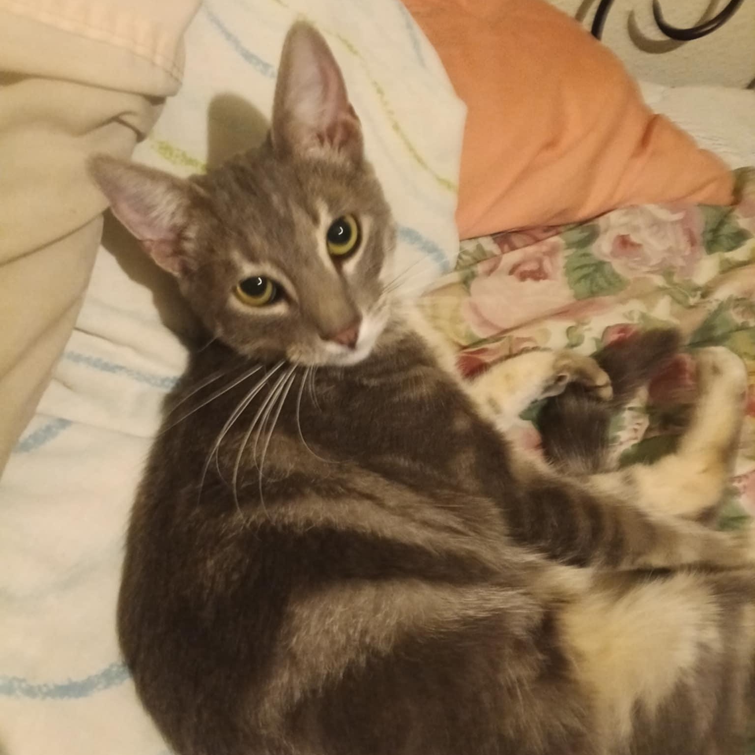 Odie, Adoptable, Young Male Tabby & Domestic Short Hair.