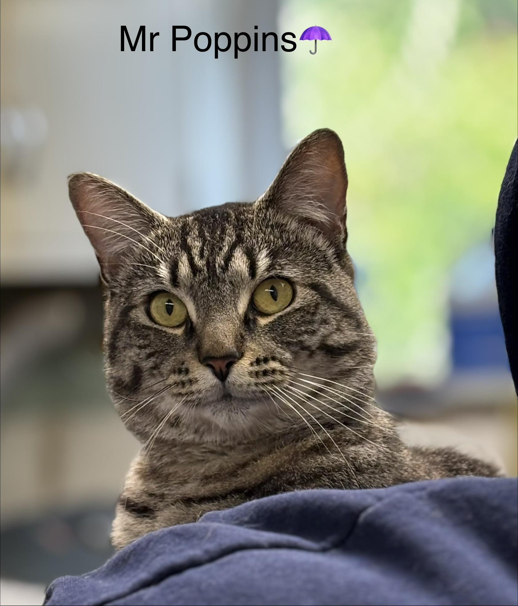 Enlarge Mr Poppins, a ADOPTABLE mixed breed in Calais, ME image 2/2