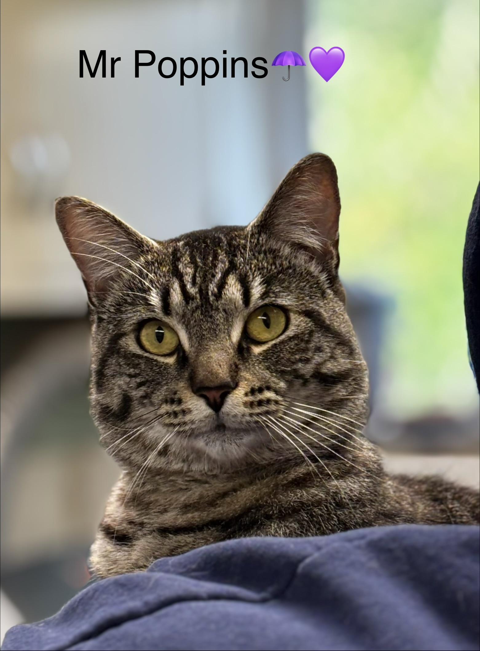 Mr Poppins, ADOPTABLE, Adult Male Domestic Short Hair.