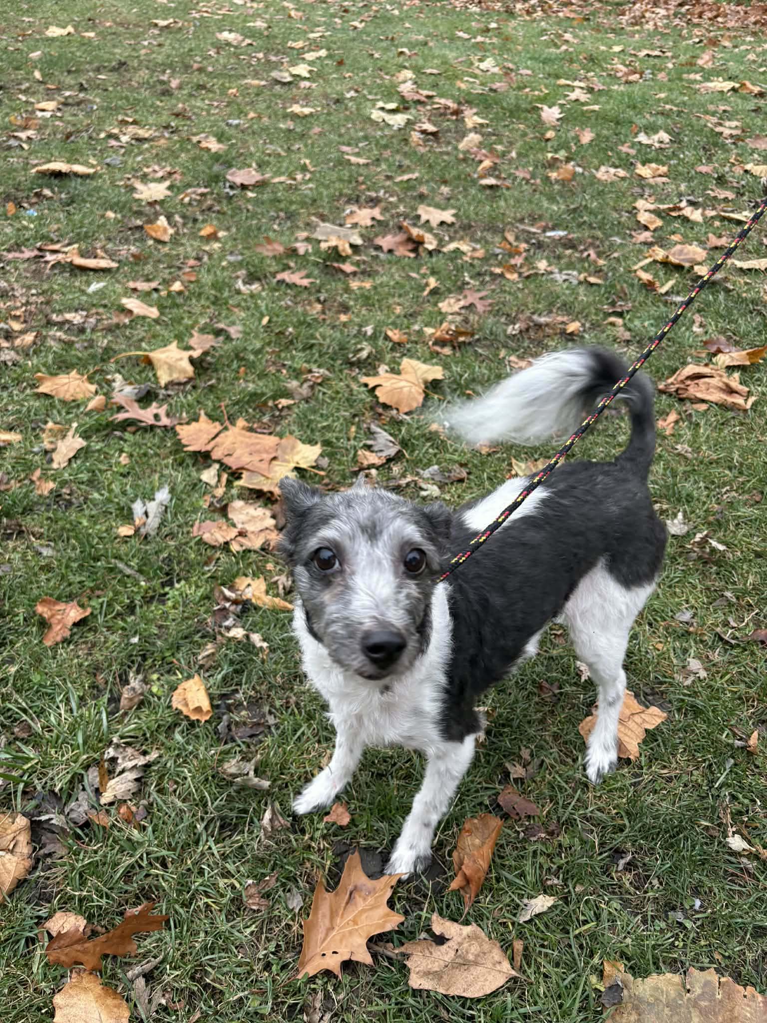 Daryl, a Adoptable mixed breed in merrillville, IN image 1/6