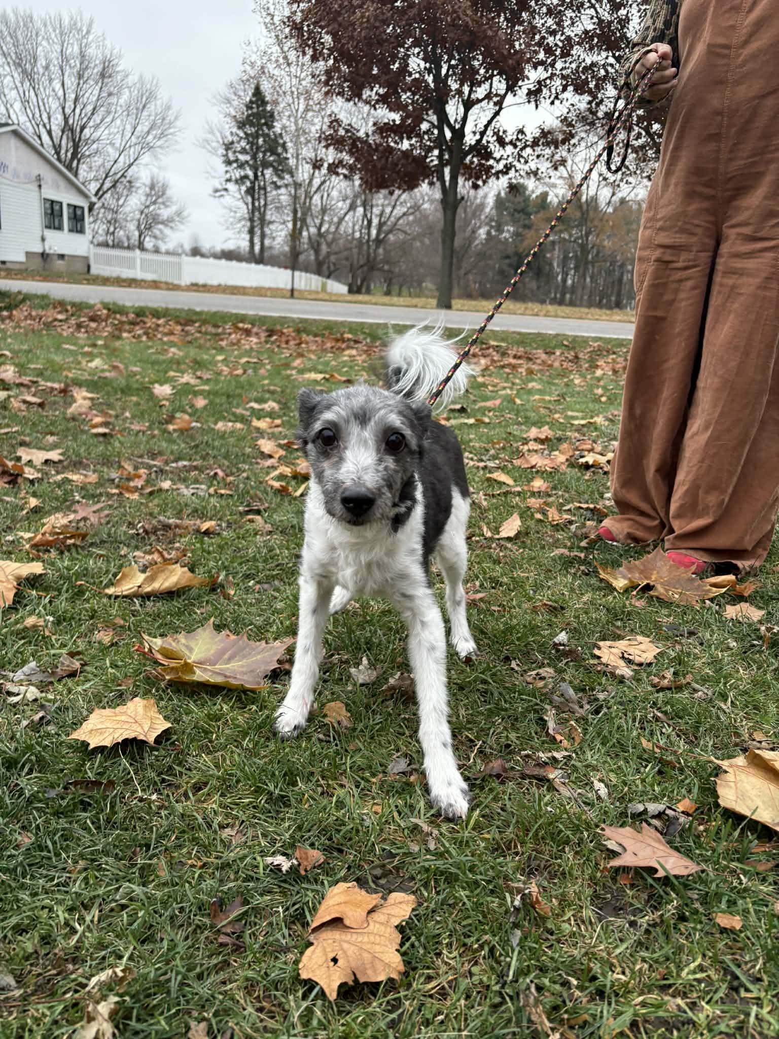 Daryl, a Adoptable mixed breed in merrillville, IN image 2/6