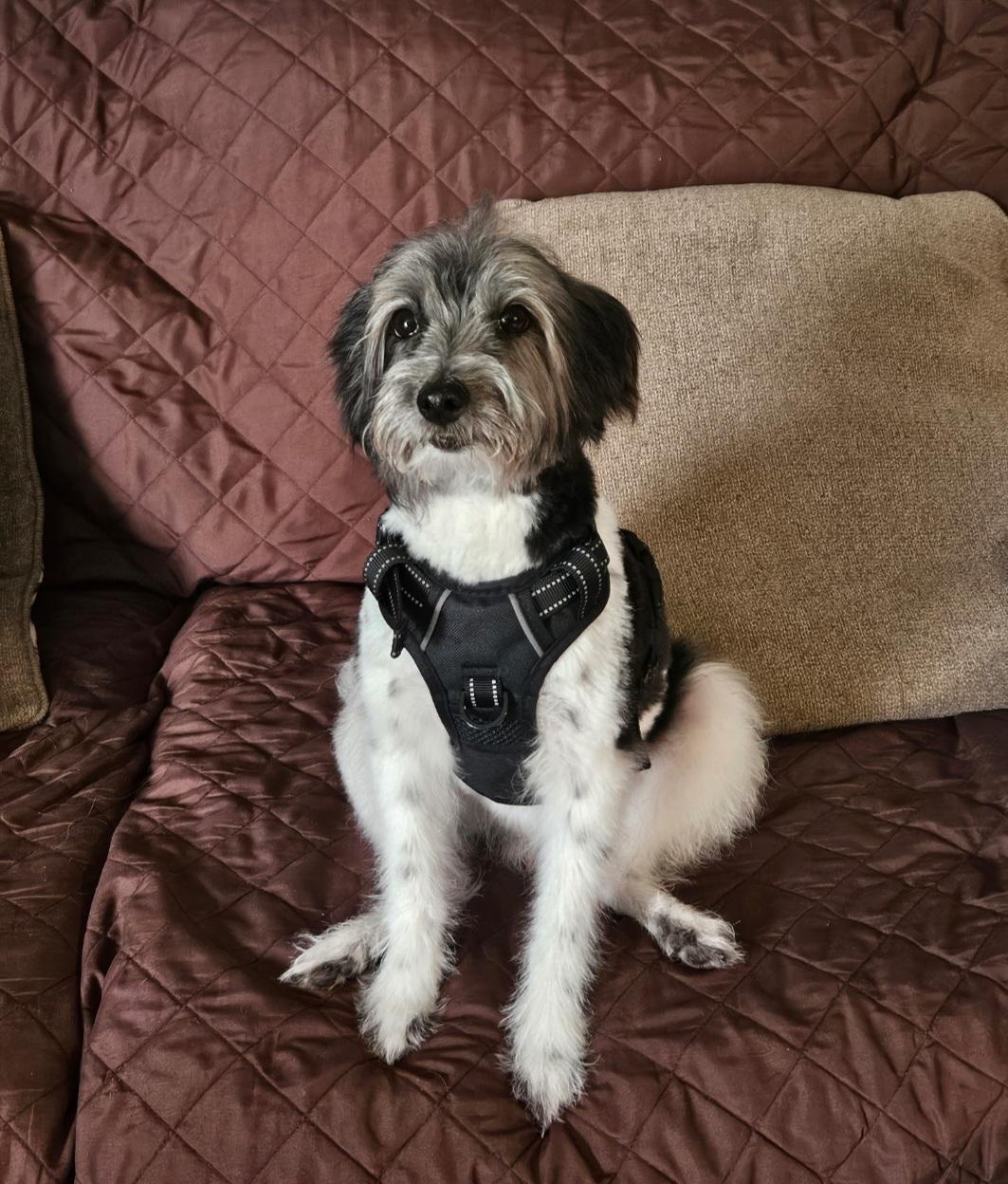 Daryl, a Adoptable mixed breed in merrillville, IN image 3/5