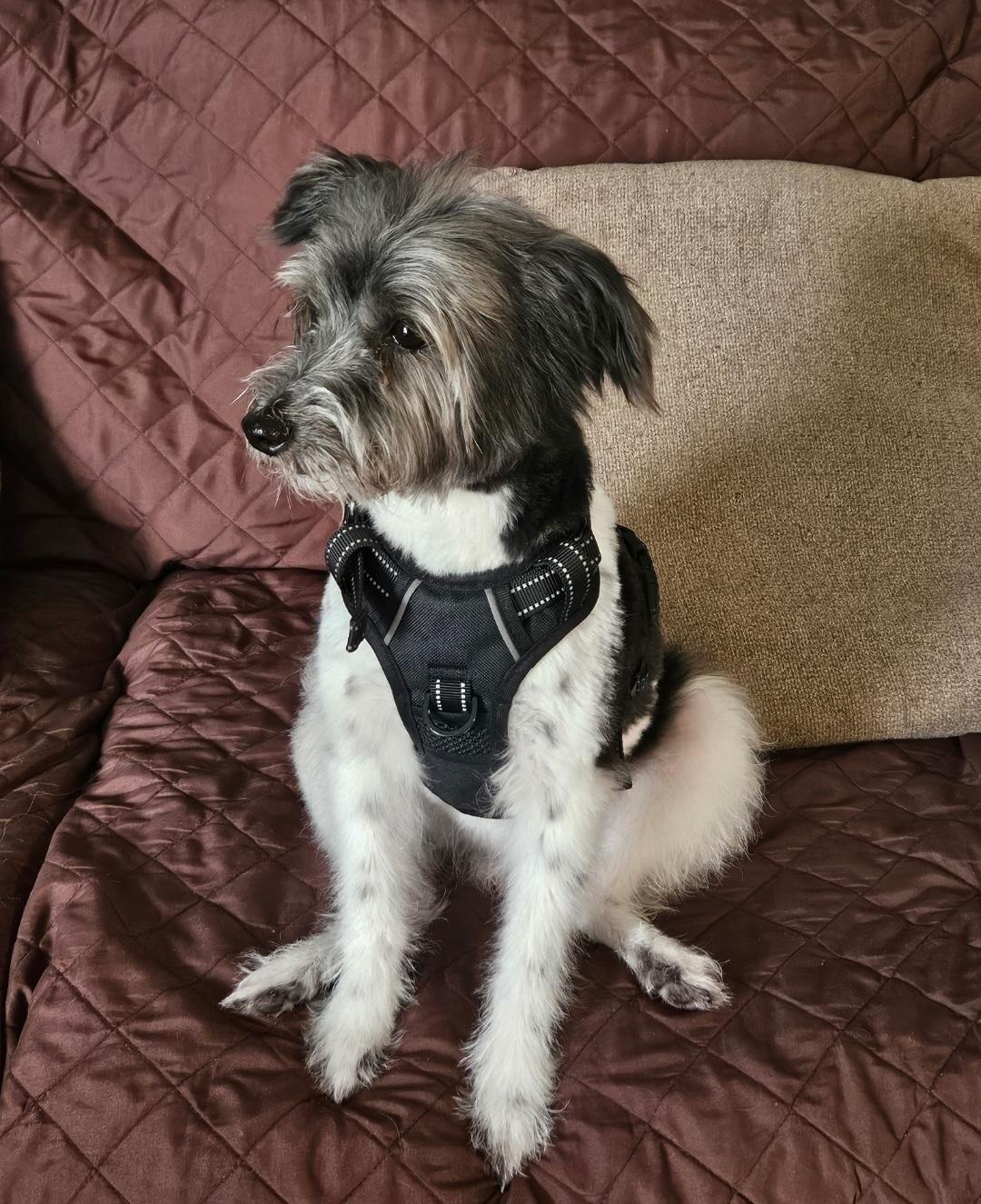 Daryl, a Adoptable mixed breed in merrillville, IN image 4/5