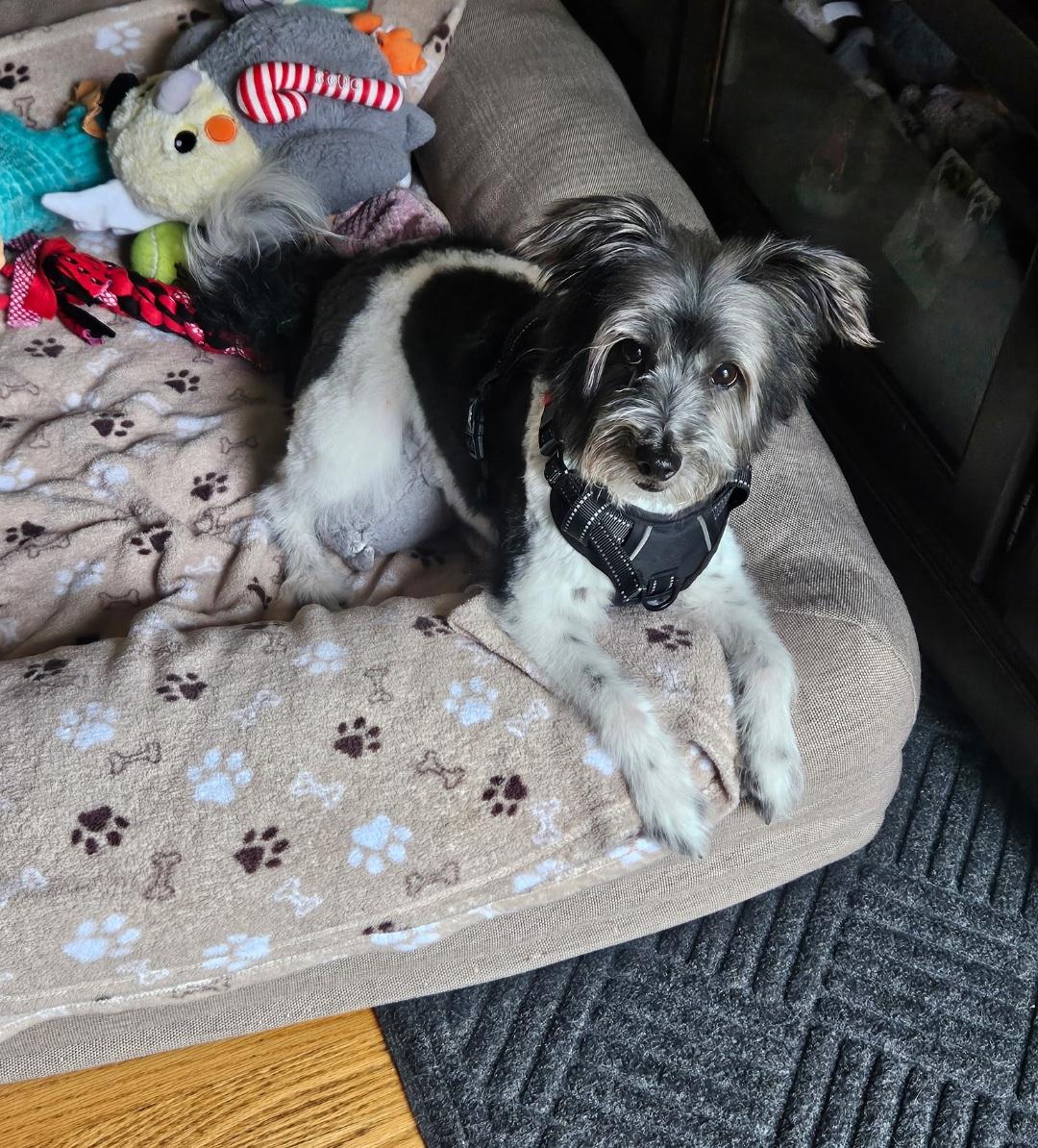 Daryl, a Adoptable mixed breed in merrillville, IN image 5/5