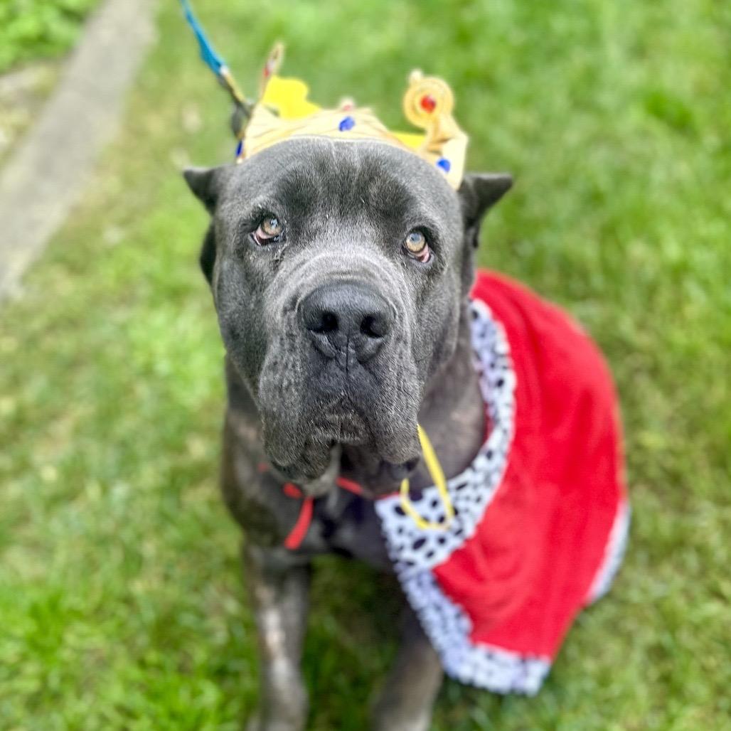 Enlarge Romeo, a Adoptable mixed breed in Sacramento, CA image 3/6
