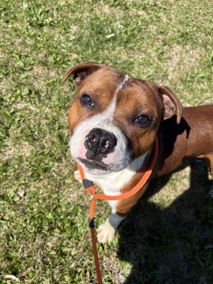 Enlarge Nacho, a Adoptable mixed breed in Quakertown, PA image 3/3