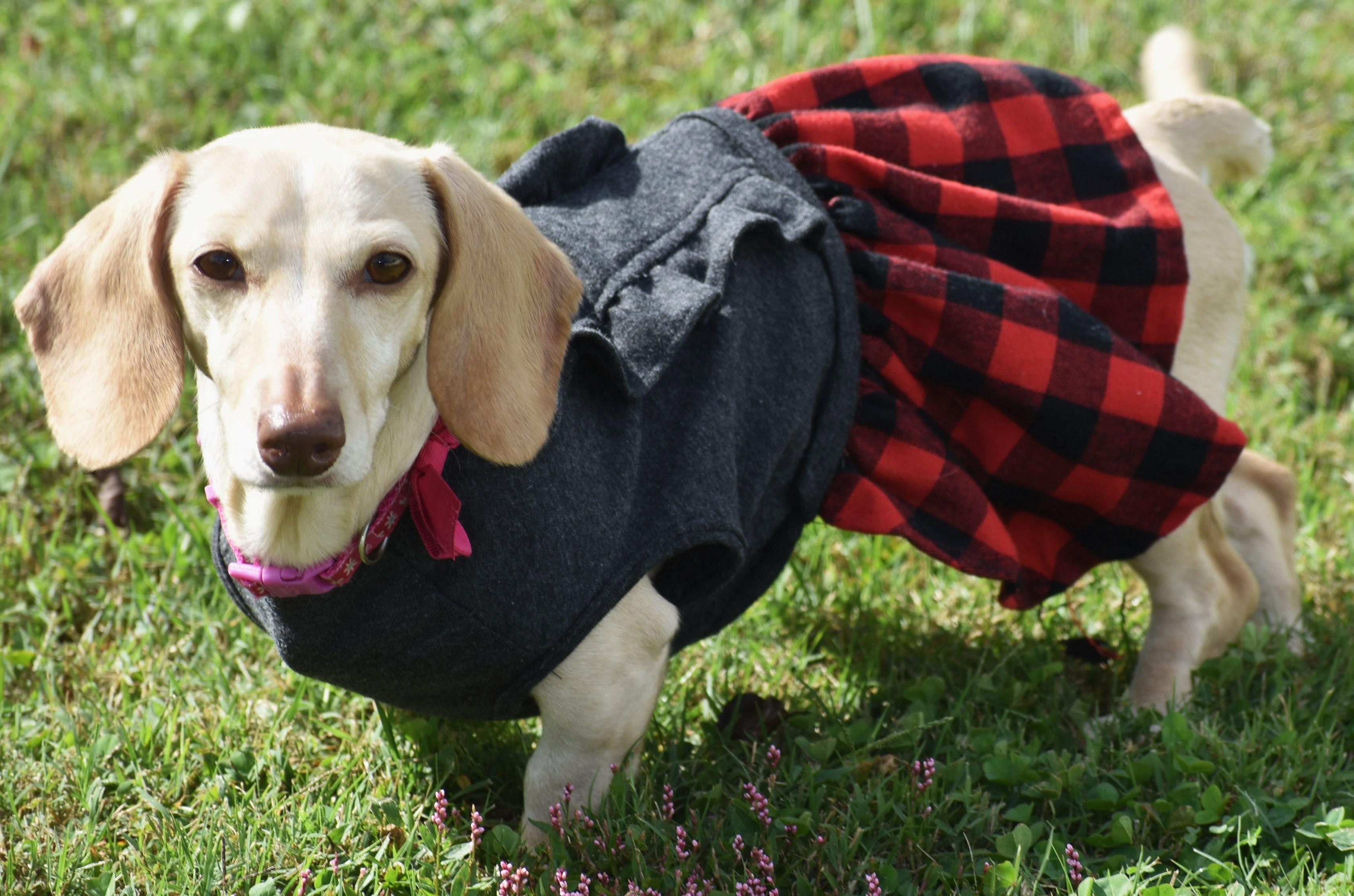 Enlarge Luna in KY, a ADOPTABLE Dachshund in Benton, KY image 2/5