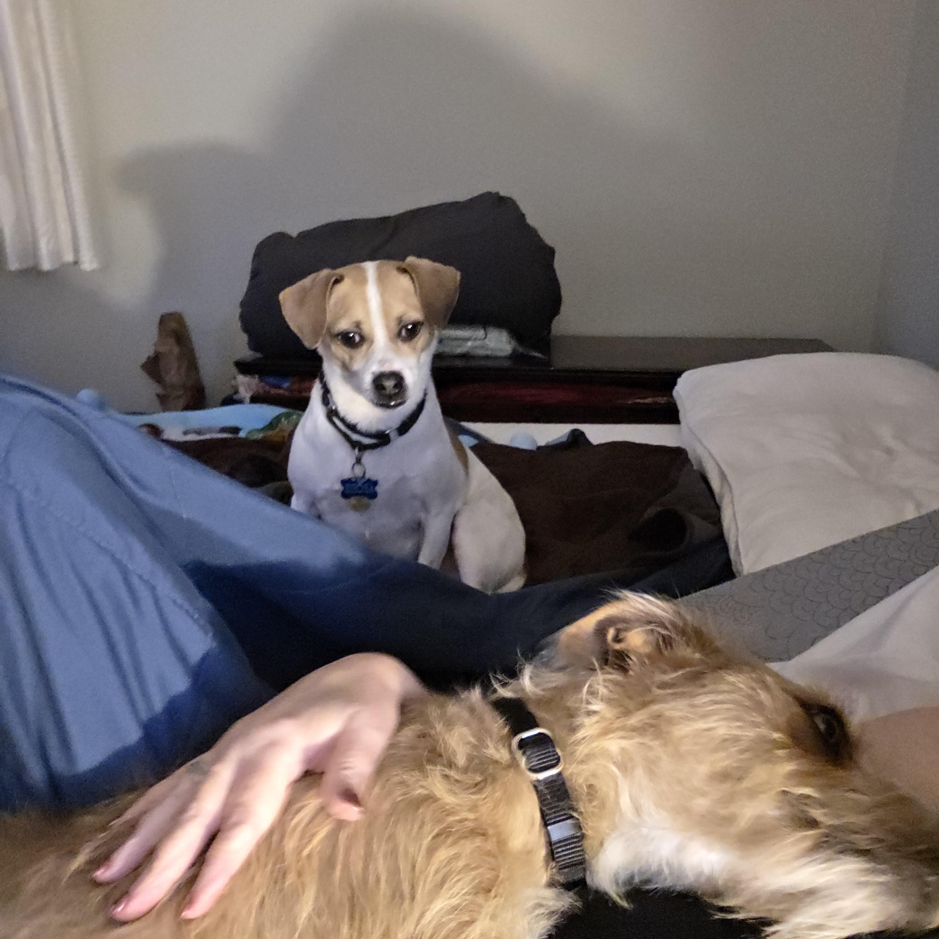 Enlarge Rain, an adopted mixed breed in Paramus, NJ image 6/6