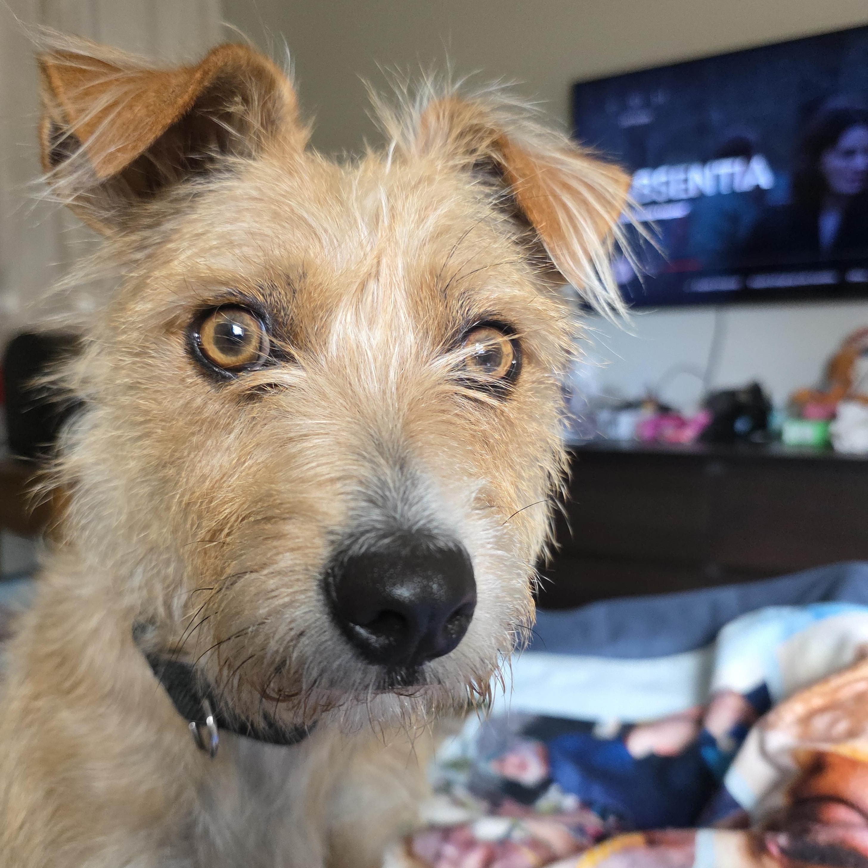 Rain, adopted, Young Female Wirehaired Terrier.