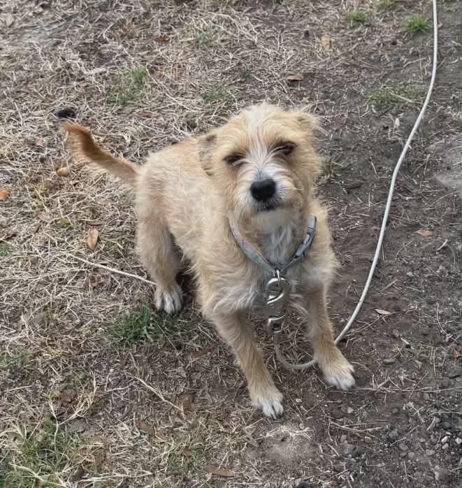 Enlarge Rain, an adopted mixed breed in Paramus, NJ image 5/6