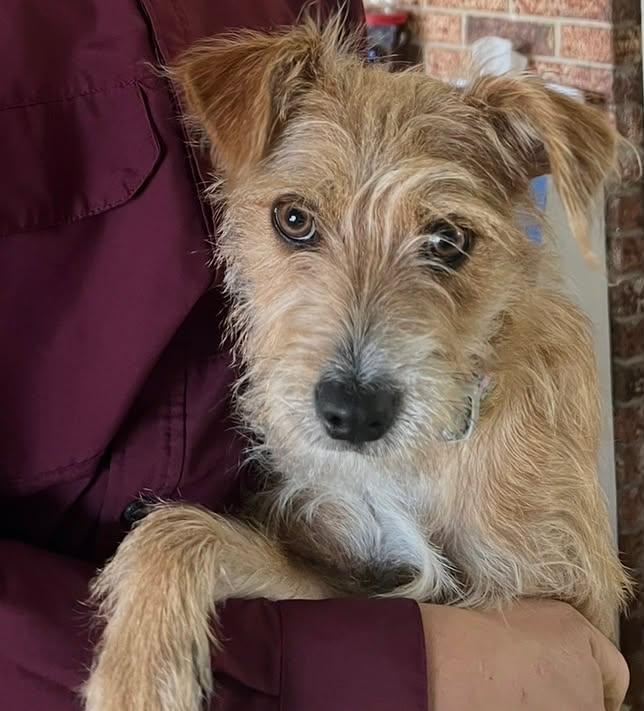 Enlarge Rain, an adopted mixed breed in Paramus, NJ image 3/6