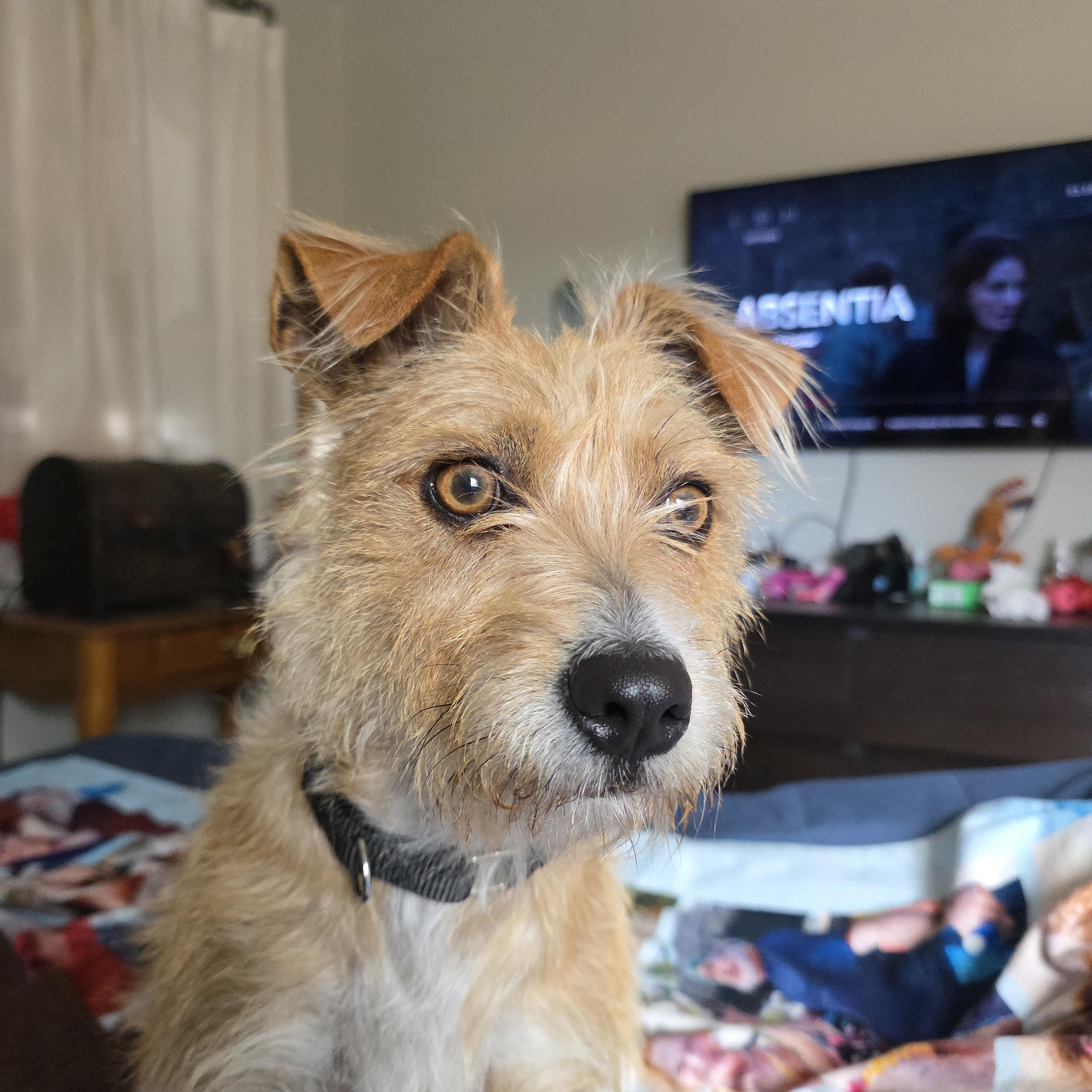 Enlarge Rain, an adopted mixed breed in Paramus, NJ image 4/6
