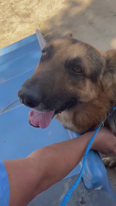 Enlarge Huey, a Adopted German Shepherd Dog in Los Angeles, CA video 6/11