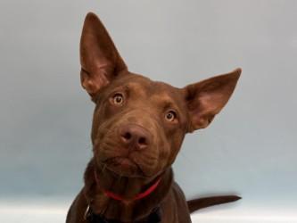 Enlarge Slim, a Adoptable mixed breed in Golden Valley, MN image 1/1