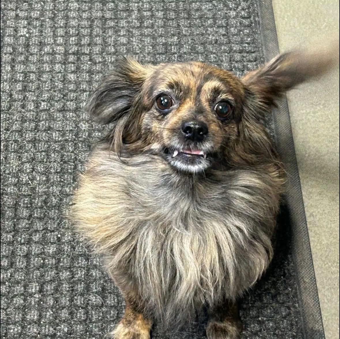 Zoe, adopted, Adult Female Dachshund (Long Haired).