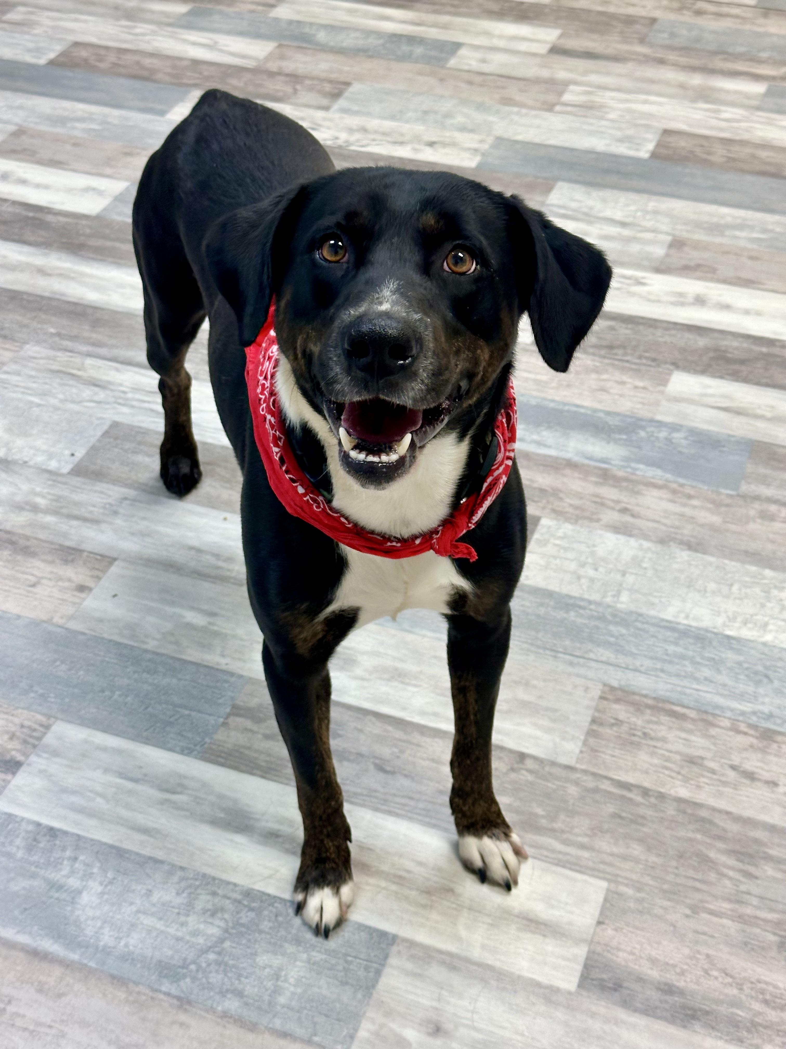 Mohawk , ADOPTABLE, Adult Male Labrador Retriever.