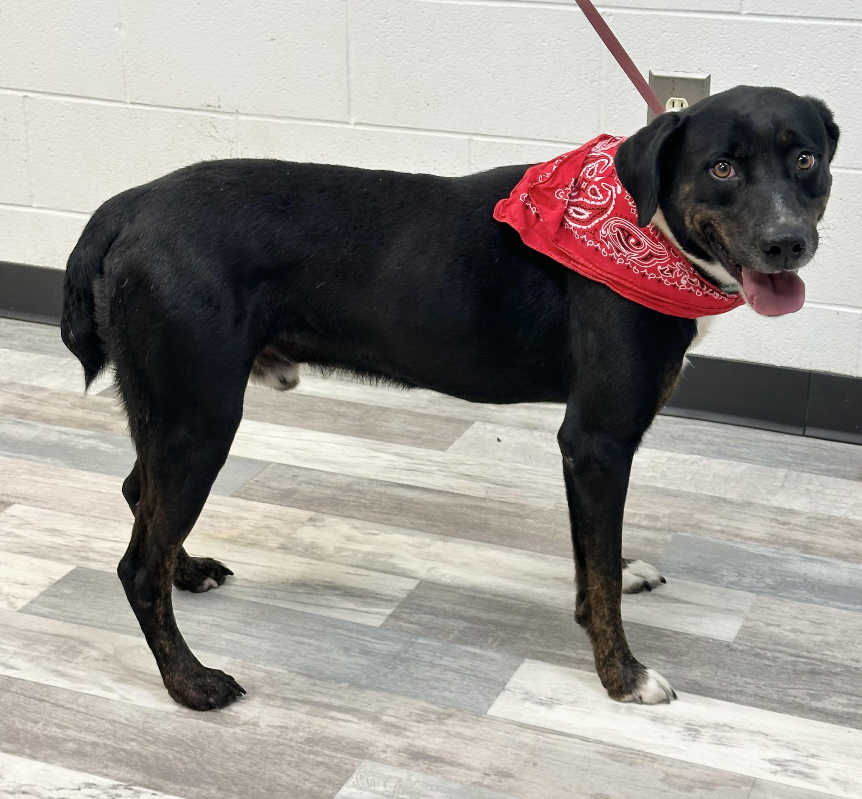 Enlarge Mohawk , a ADOPTABLE mixed breed in Lufkin, TX image 3/4