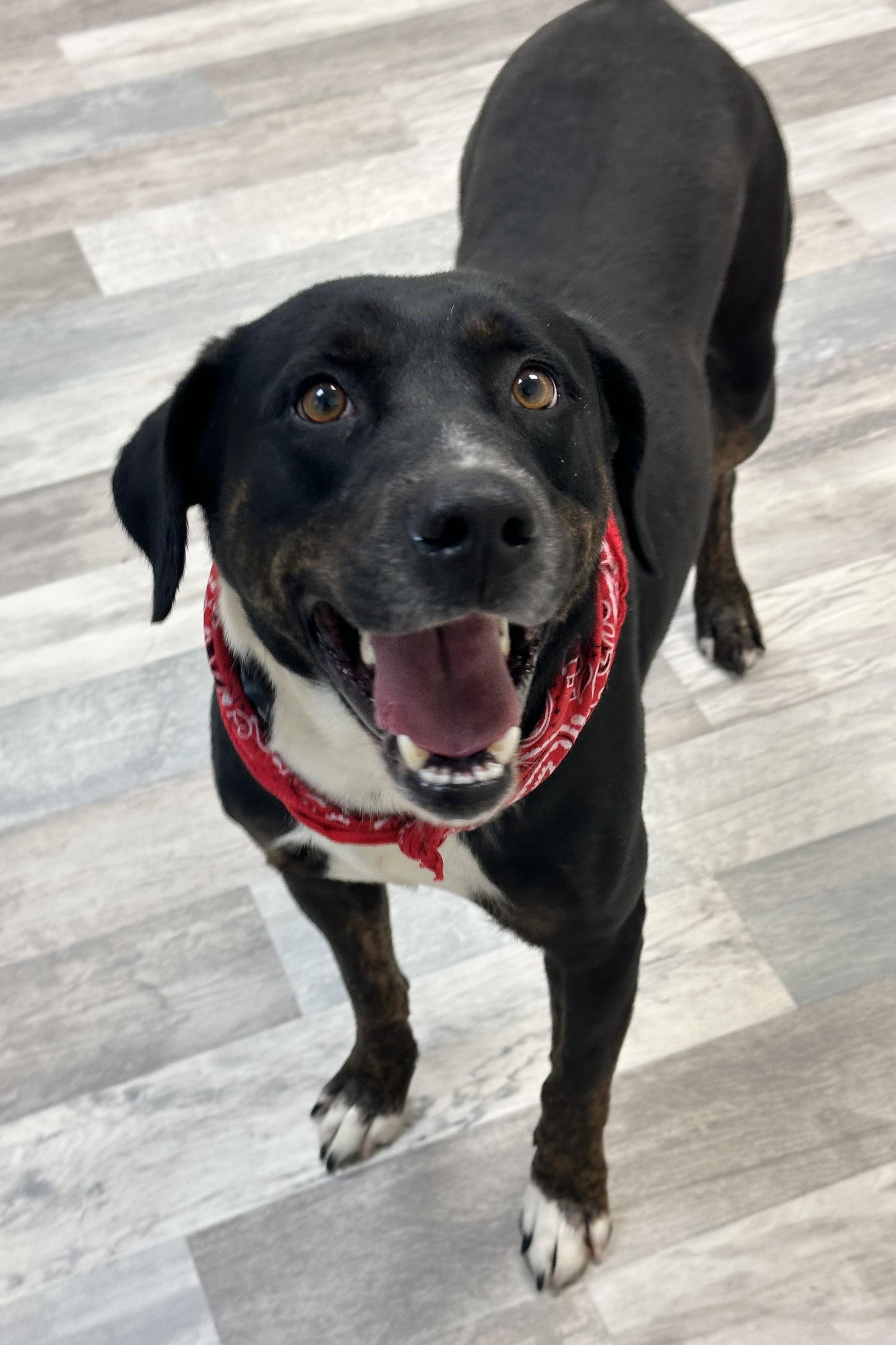 Enlarge Mohawk , a ADOPTABLE mixed breed in Lufkin, TX image 4/4