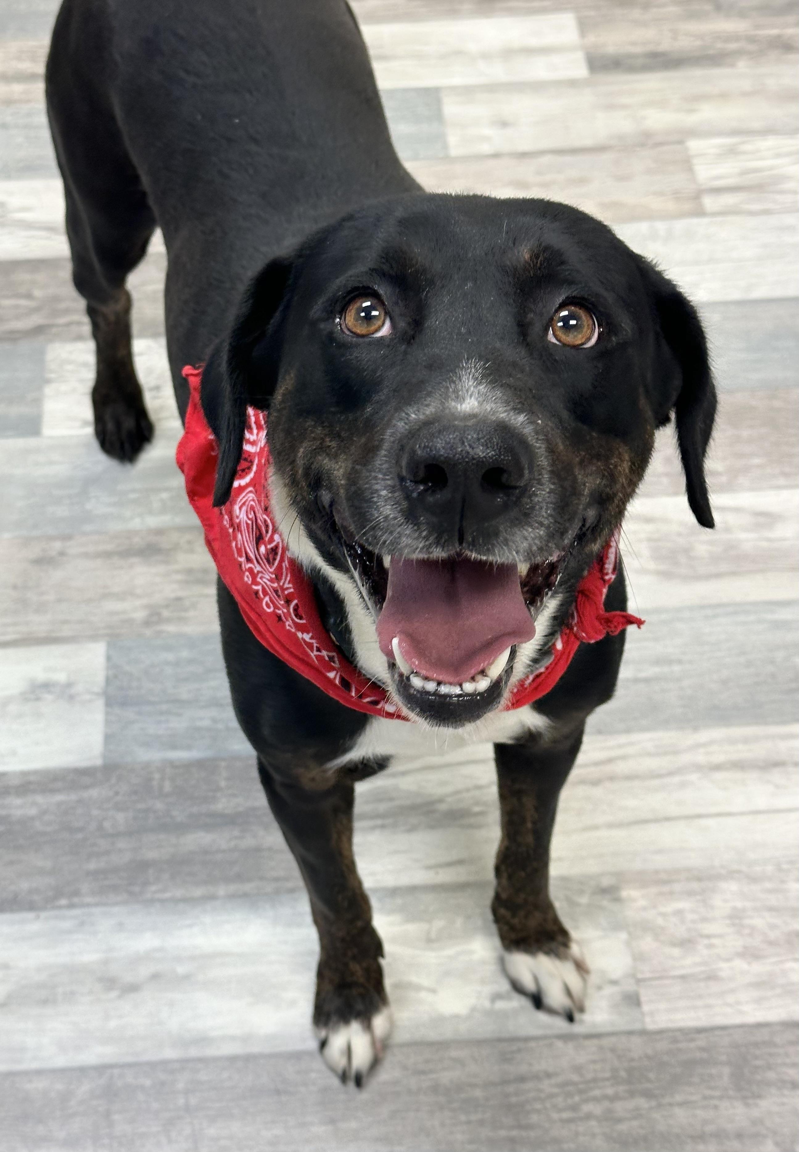 Enlarge Mohawk , a ADOPTABLE mixed breed in Lufkin, TX image 2/4