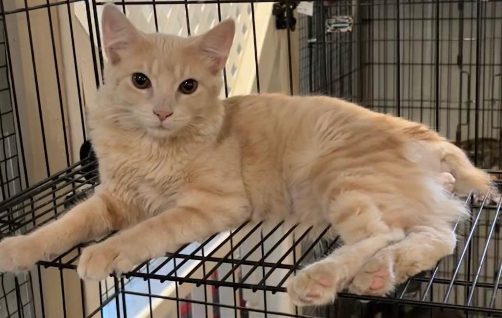 Enlarge TABOO, a Adoptable American Bobtail image 1/3