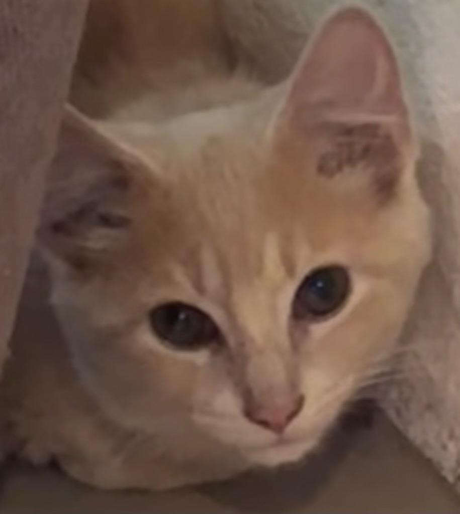 Enlarge TABOO, a Adoptable American Bobtail image 2/3