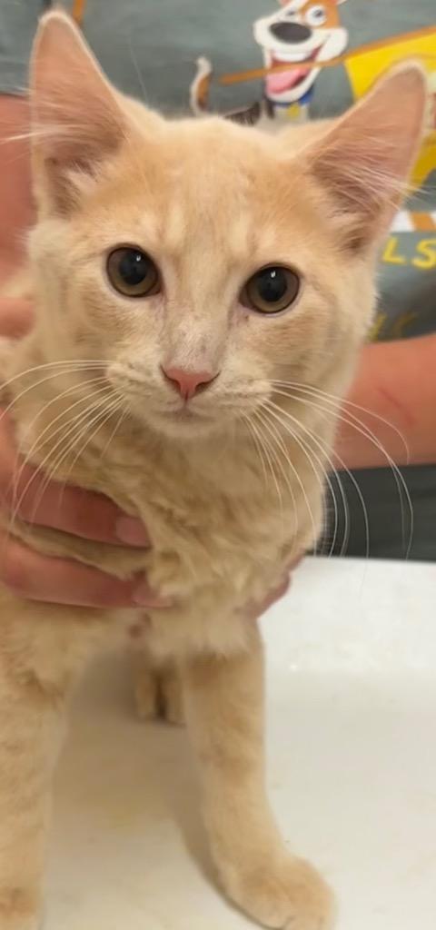 Enlarge TABOO, a Adoptable American Bobtail image 3/3