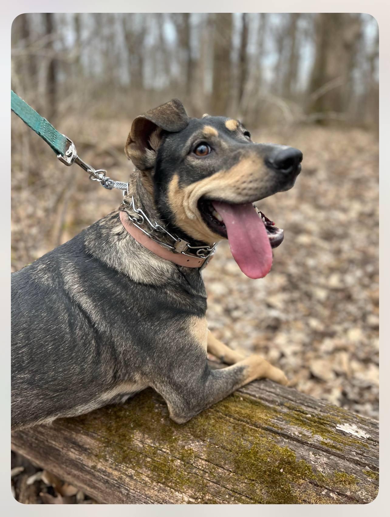Enlarge Breezy, a Adoptable mixed breed in Elburn, IL image 4/6