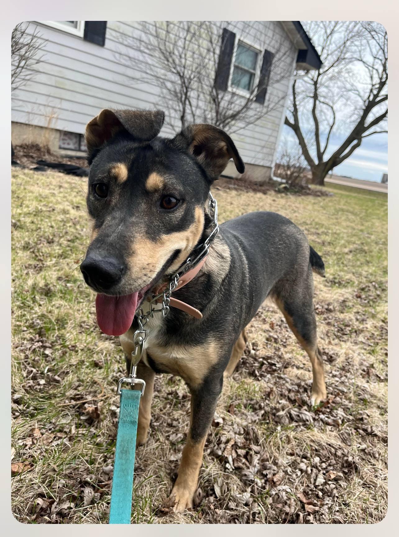 Breezy, Adoptable, Adult Female Shepherd.