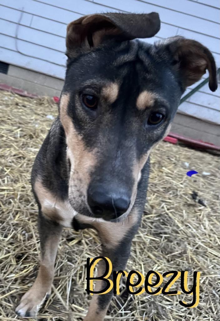 Enlarge Breezy, a Adoptable mixed breed in Elburn, IL image 2/6