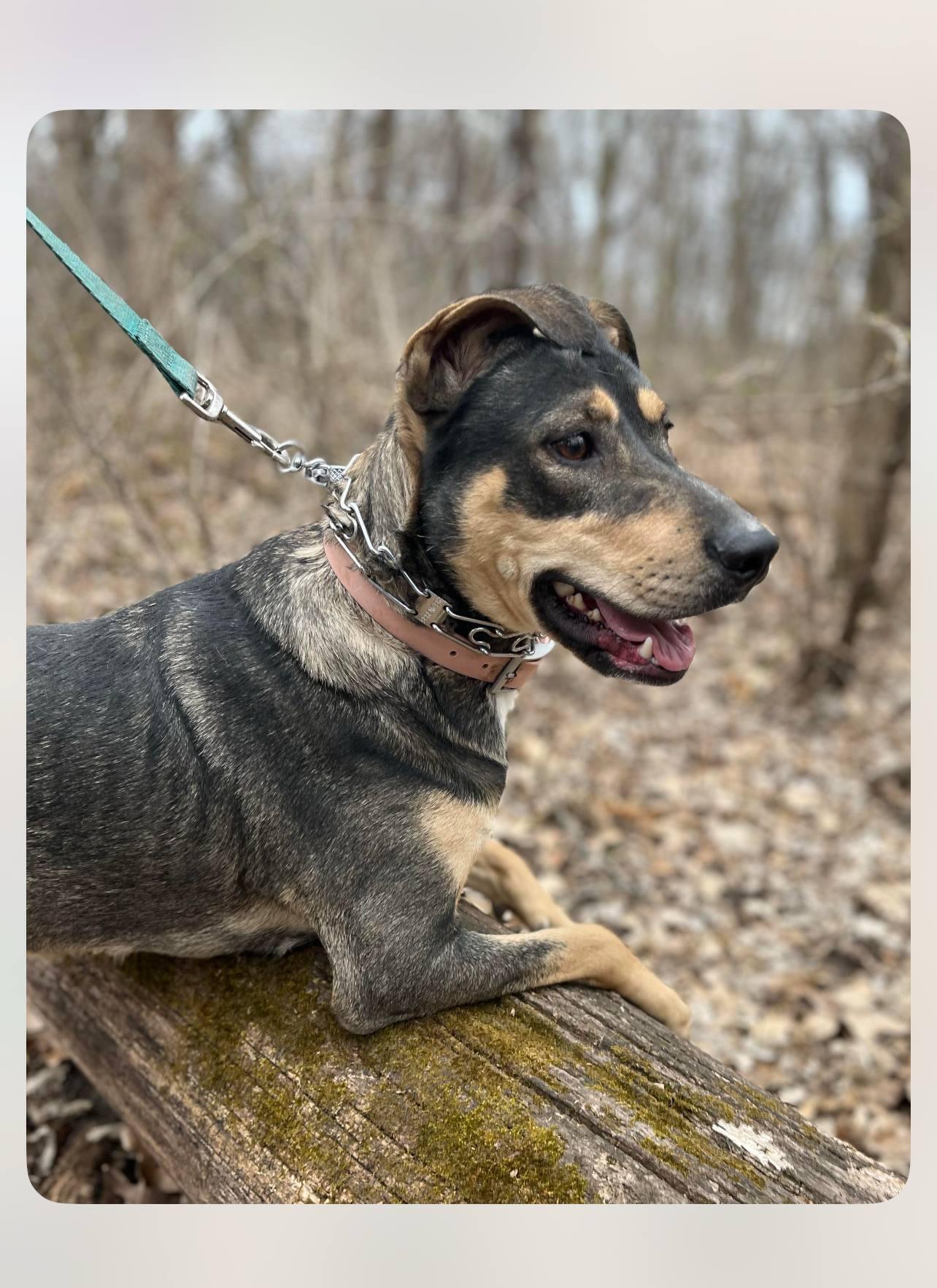 Enlarge Breezy, a Adoptable mixed breed in Elburn, IL image 5/6