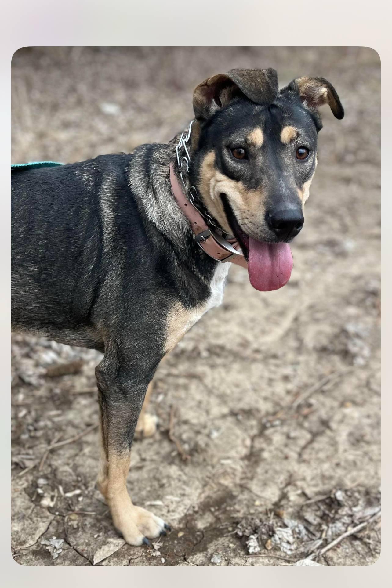 Enlarge Breezy, a Adoptable mixed breed in Elburn, IL image 6/6