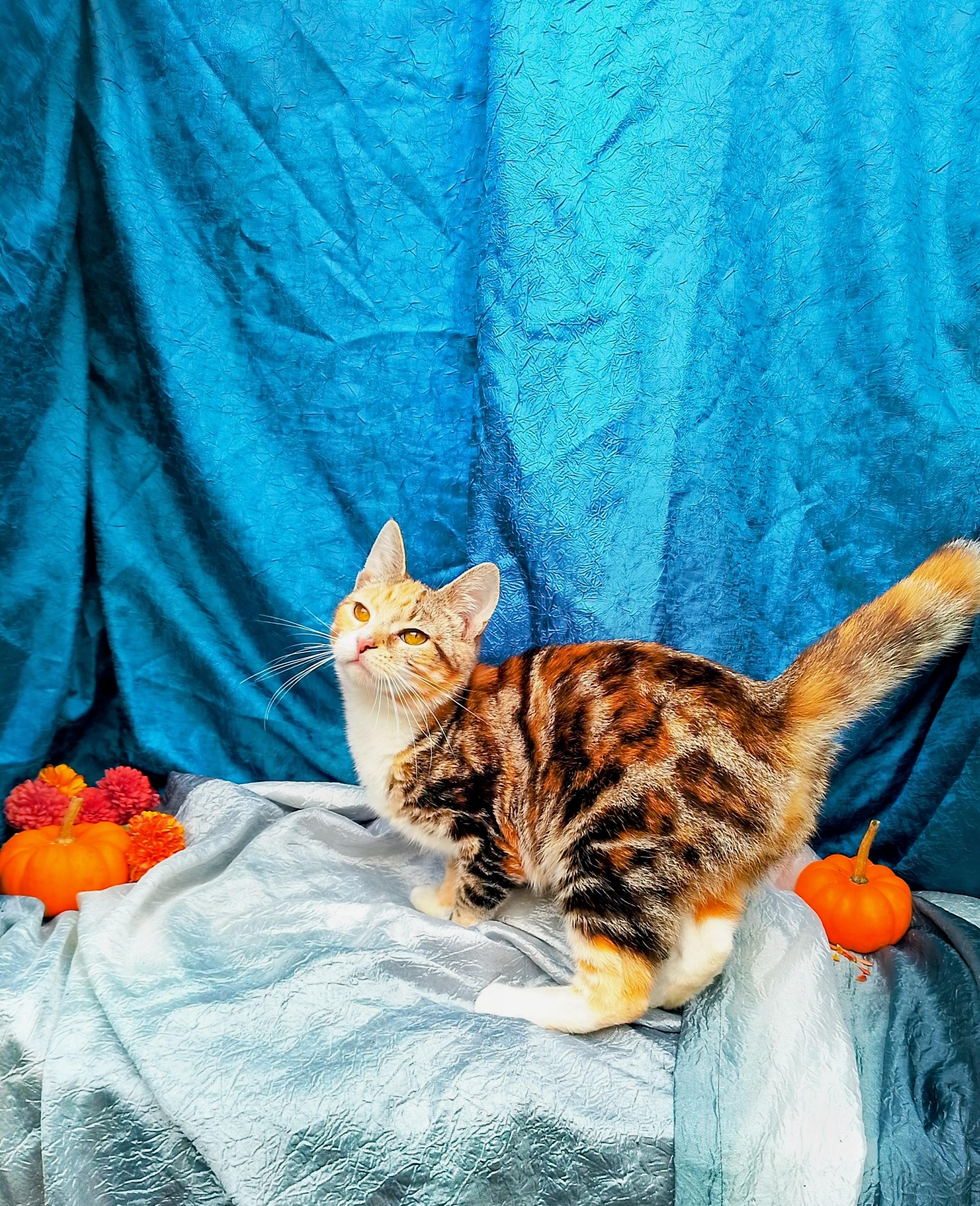 Daisy Mae #418, Adopted, Adult Female Domestic Short Hair.