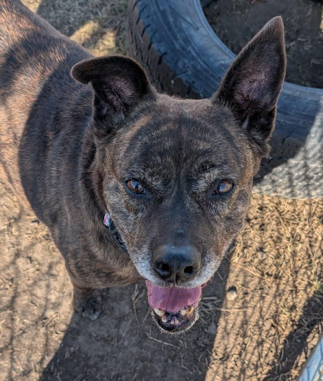 Opal, adopted, Adult Female Mixed Breed.
