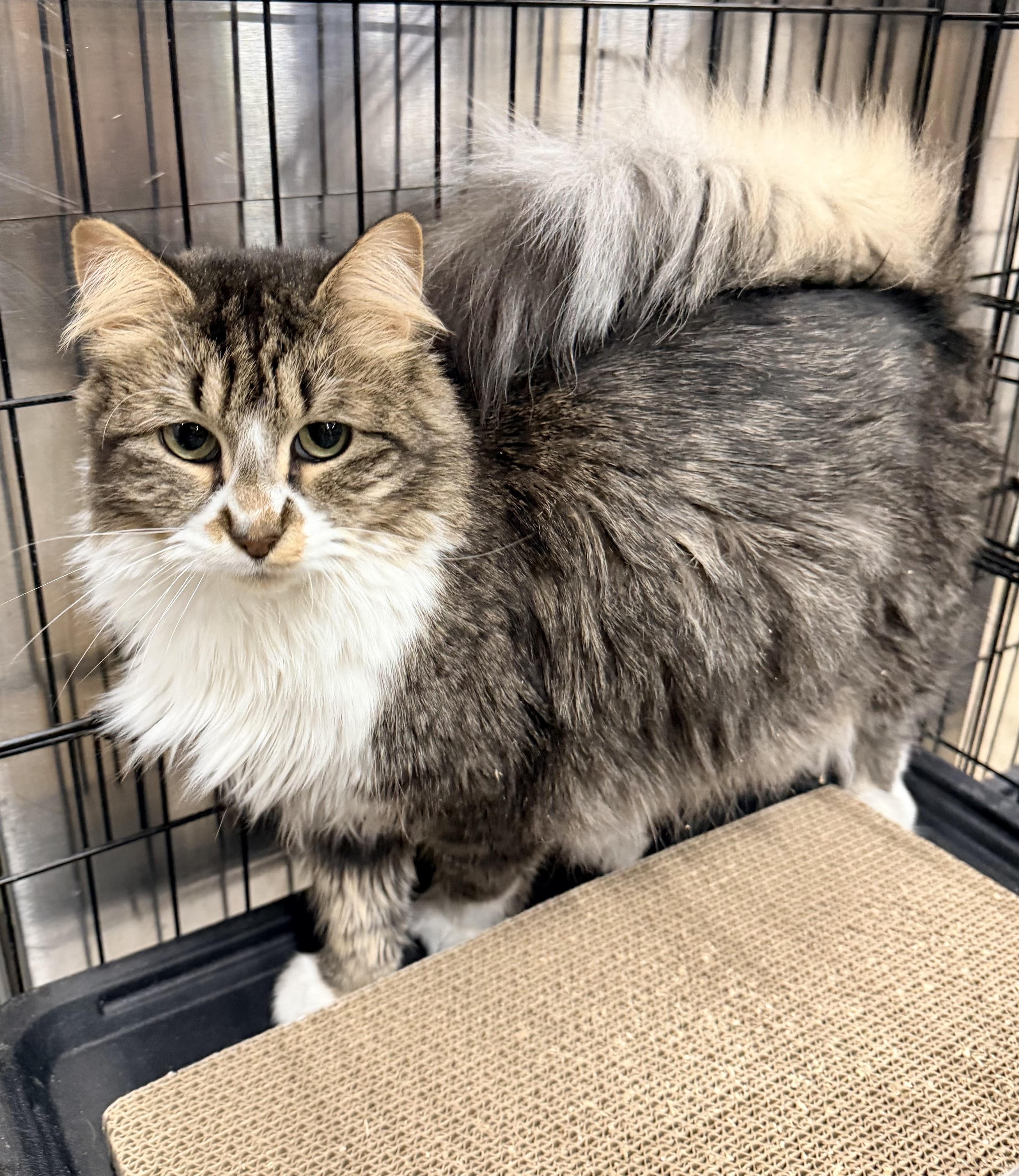 Calypso, ADOPTABLE, Adult Male Maine Coon.