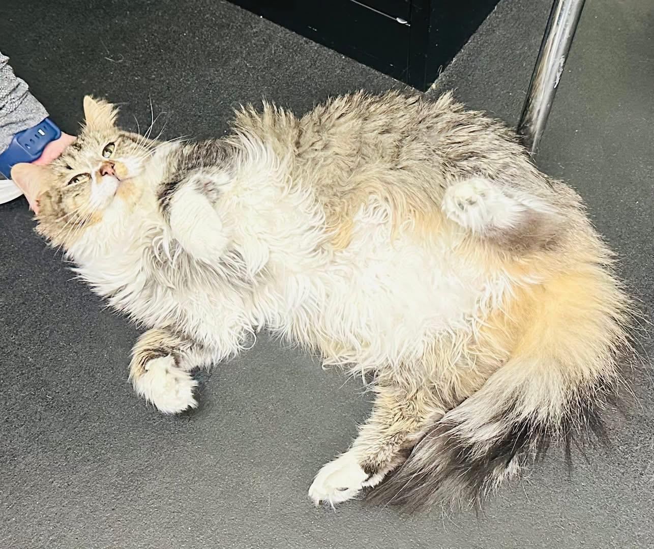 Enlarge Calypso, a ADOPTABLE mixed breed in Brooks, ME image 2/3